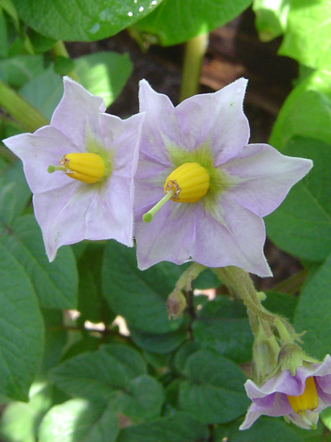 Potato Flowers