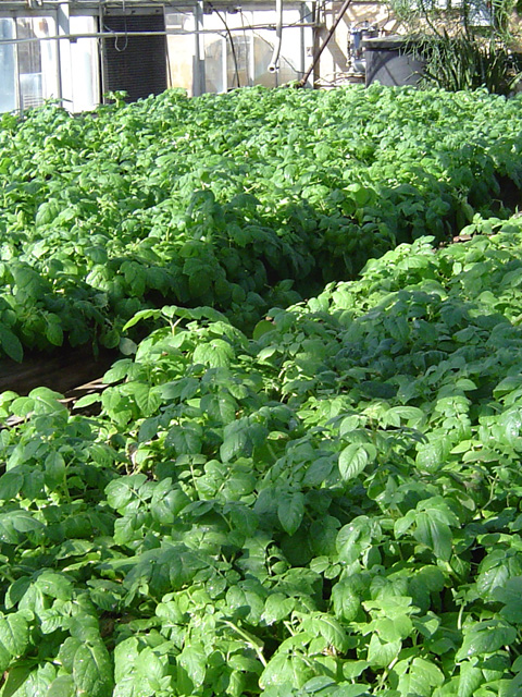 Potato green house