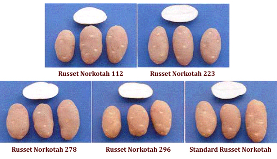 Texas Russet Norkotah Potatoes