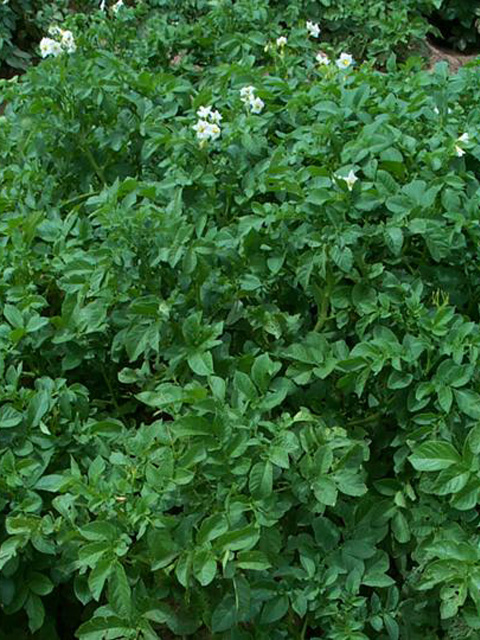 Potato plant