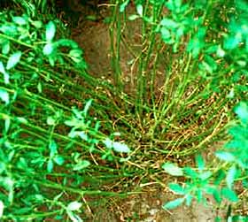 Single-stem trait in variety Hubam