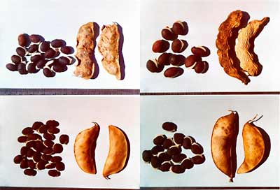 Variation in seed color and pod shape in lablab germplasm.  Rio Verde is shown in lower left.