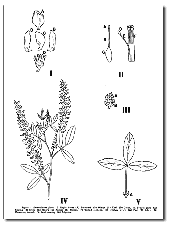 sweetclover-parts